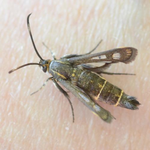 Réf. 246 975 : Pyropteron sp.